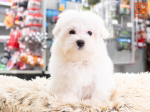 Petland Texas Maltese puppy available