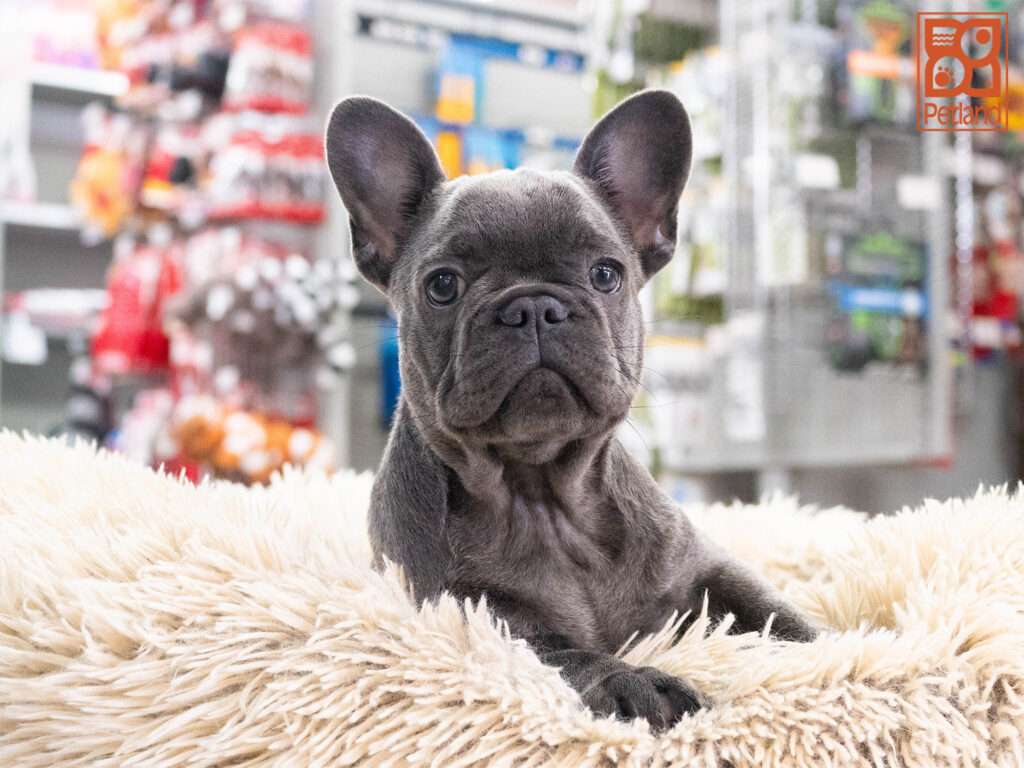 [#261539-01]  - Blue M French Bulldog Puppies For Sale