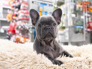 Petland Texas French Bulldog puppy available