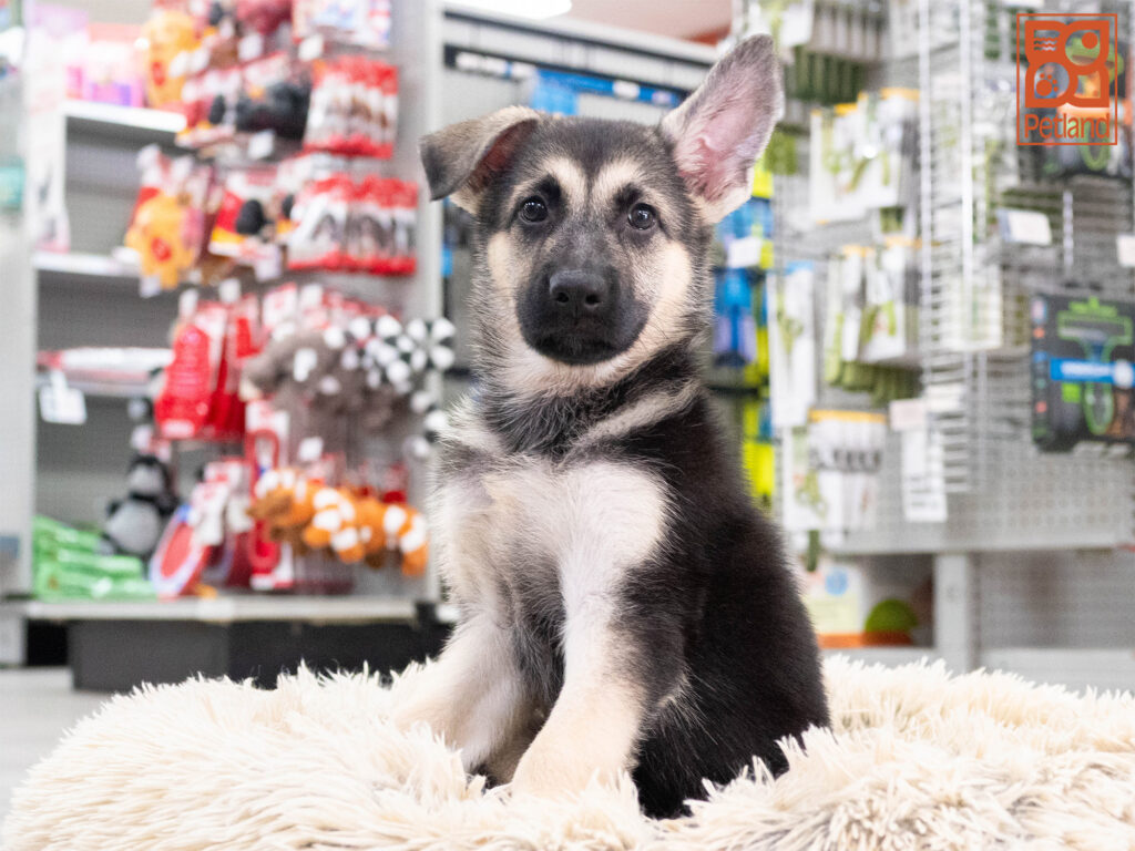 Lana - German Shepherd
