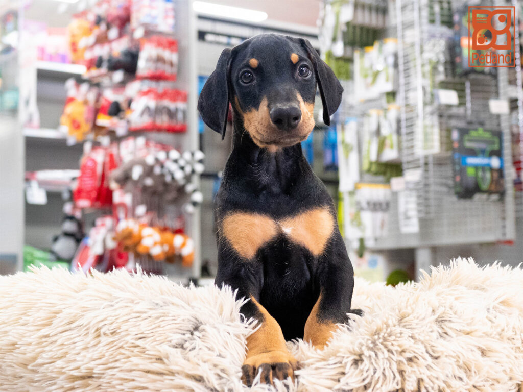 Captain - Doberman Pinscher