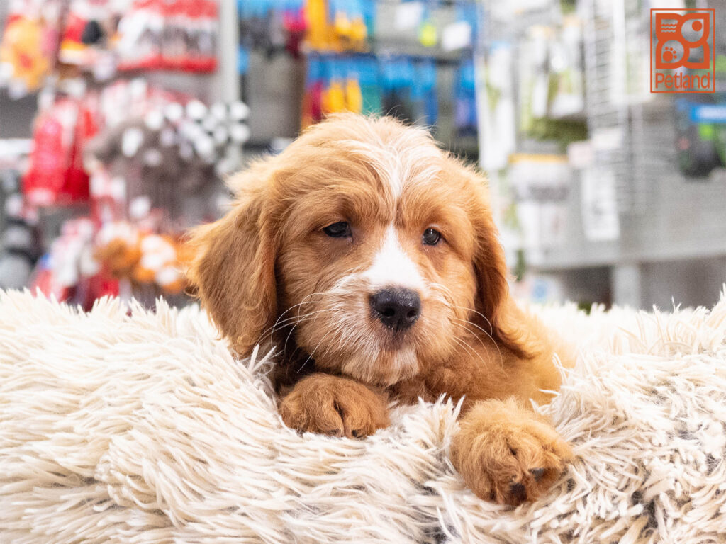 Ruby - Mini Goldendoodle