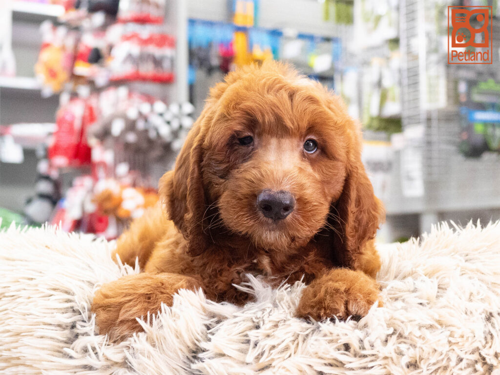 [#261737-01]  - Red M Mini Goldendoodle Puppies For Sale