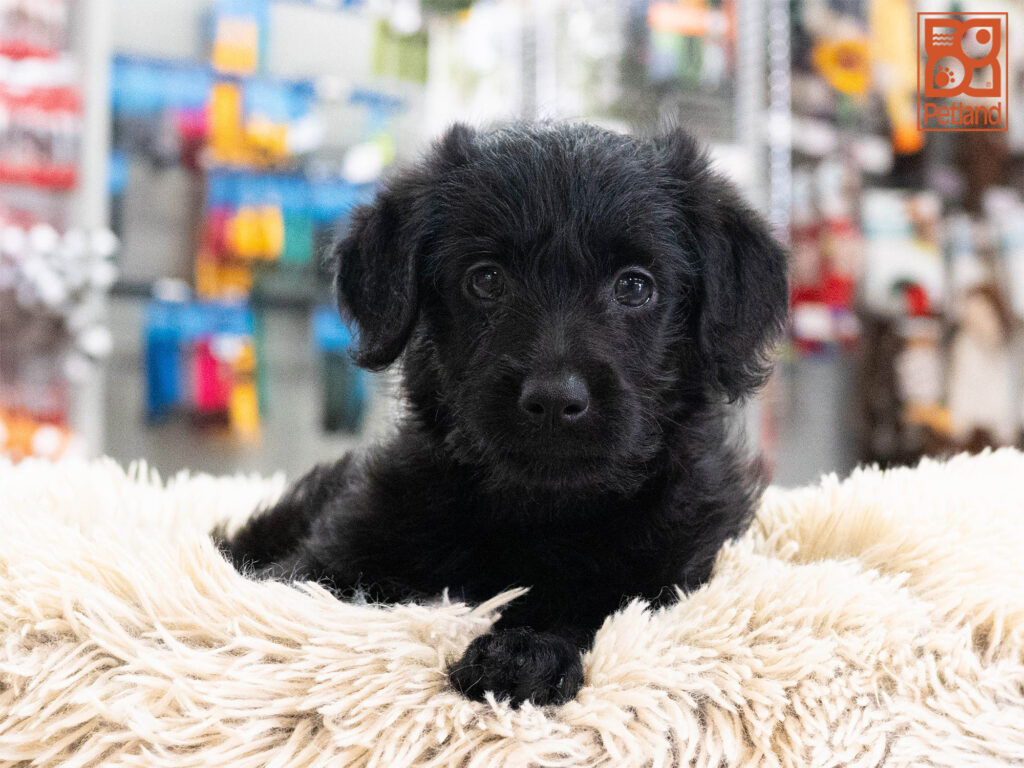 Nixie - Mini Labradoodle