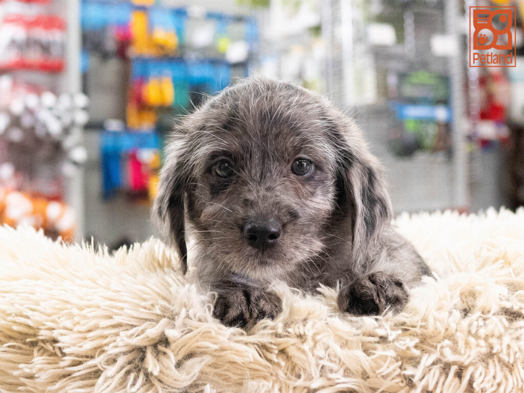 Sapphire - Mini Labradoodle