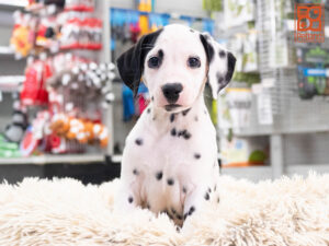 Petland Texas Dalmatian puppy available