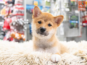 Petland Texas Shiba Inu puppy available