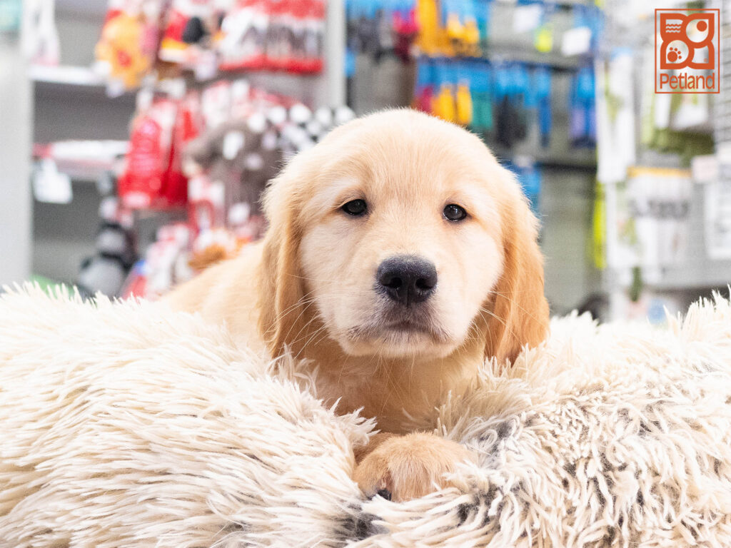 Skipper - Golden Retriever