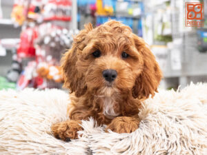 Petland Texas Cockapoo puppy available