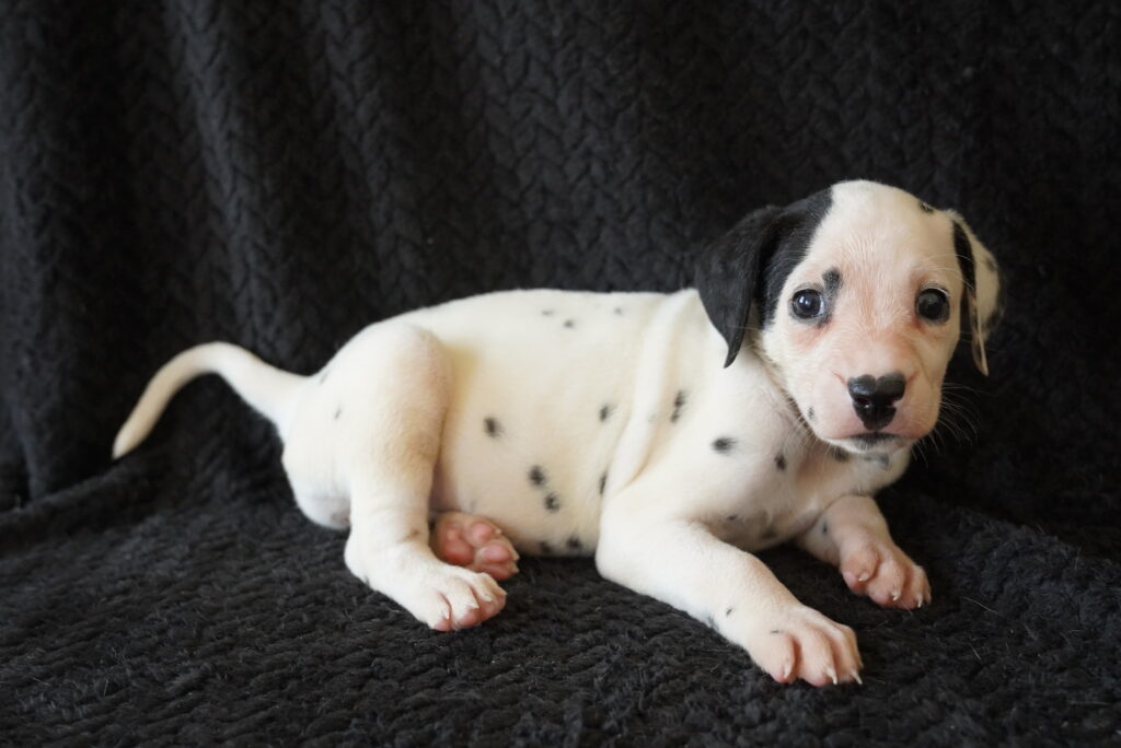 Keeper - Dalmatian