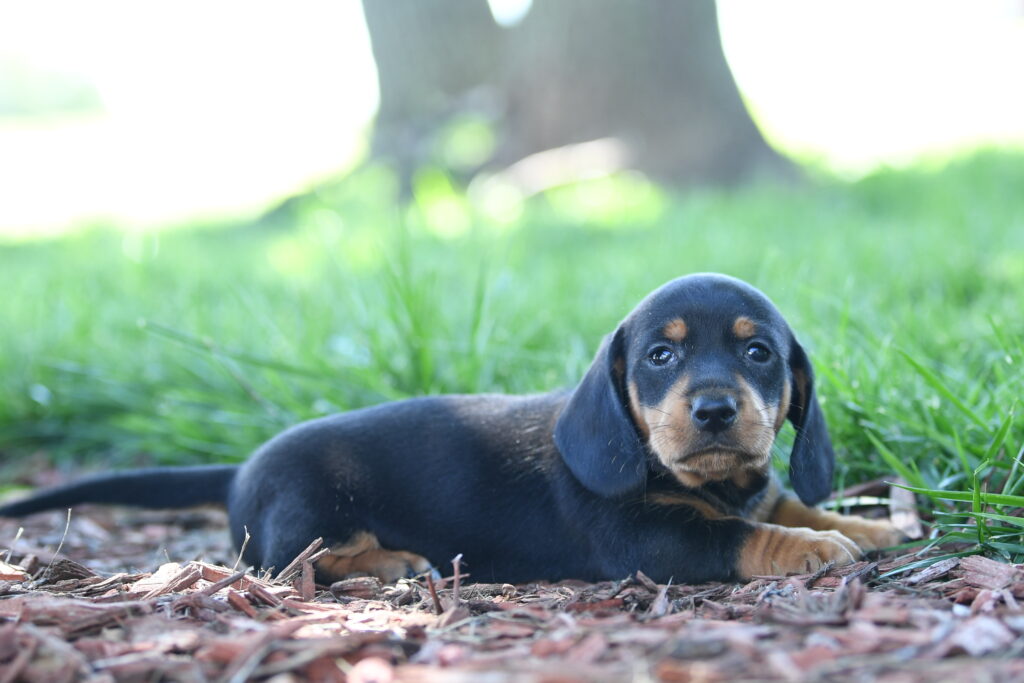 Juno - Dachshund