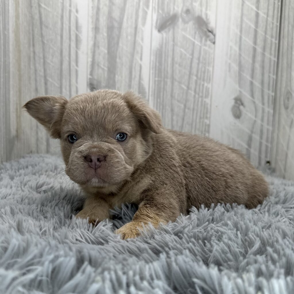 Linden - French Bulldog