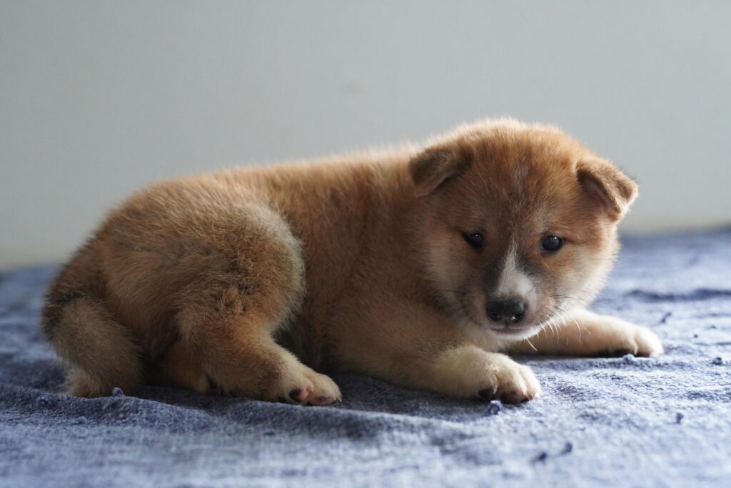 Loki - Shiba Inu