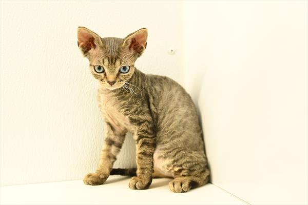 Beowulf - Devon Rex
