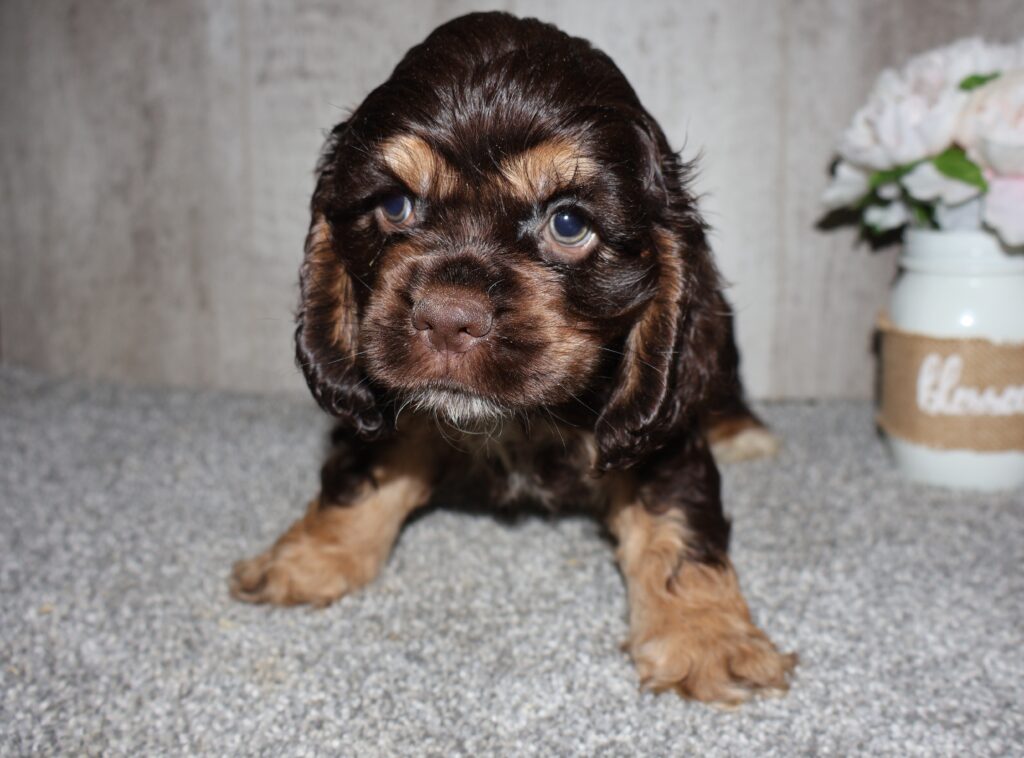 Oden - Cocker Spaniel