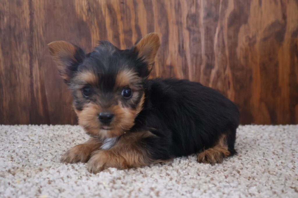 Pluto - Yorkshire Terrier