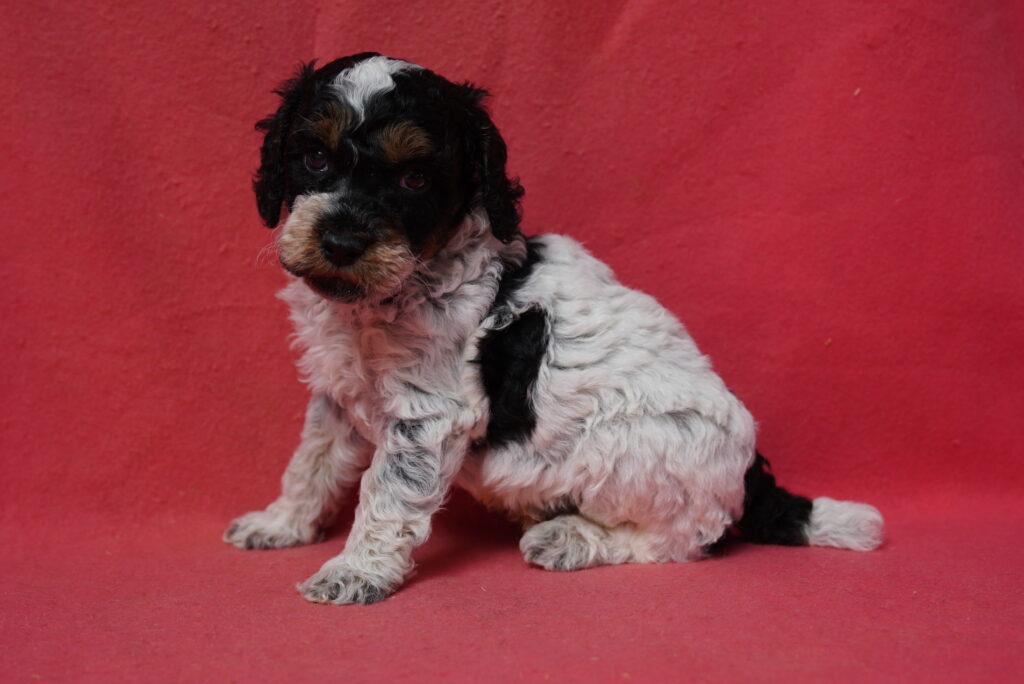 Rivulet - Poodle