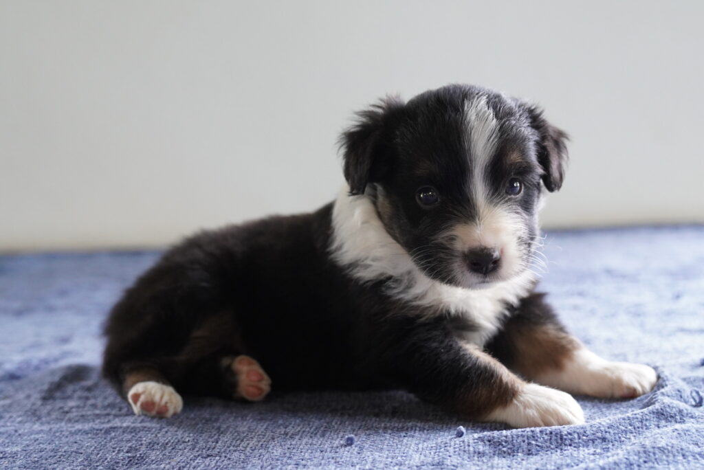 Sunbeam - Mini Australian Shepherd