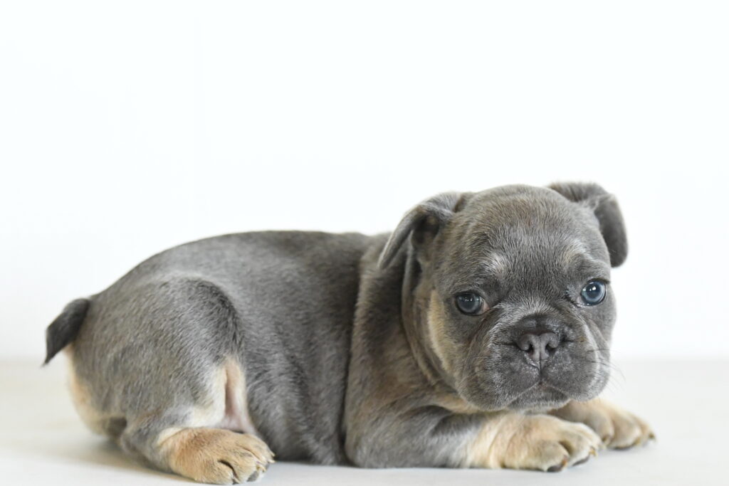 Leo - French Bulldog