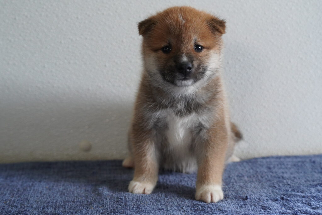 Halo - Shiba Inu