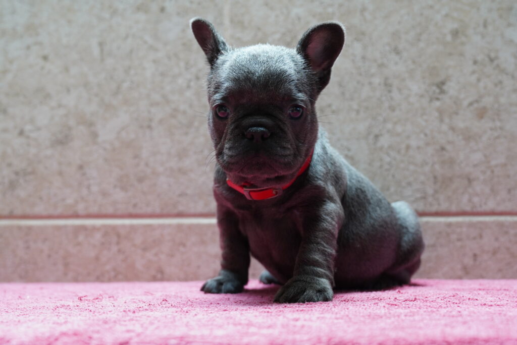 Twilight - French Bulldog