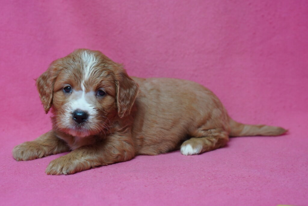 Pollen - Mini Goldendoodle