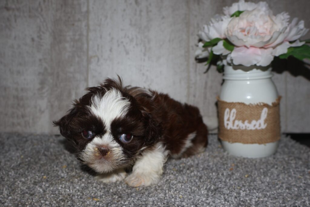 Moss - Shih Tzu