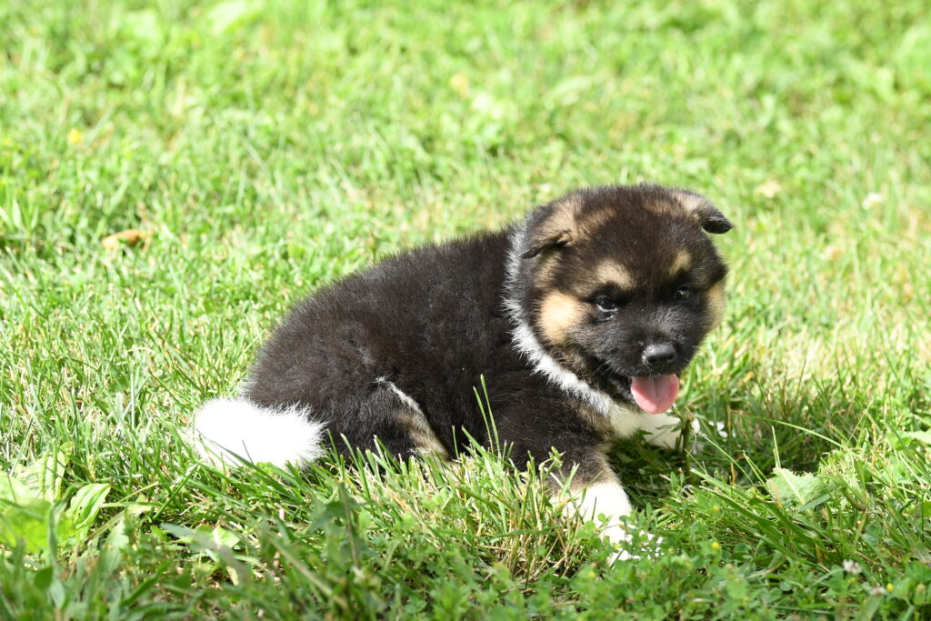 Calliope - Akita
