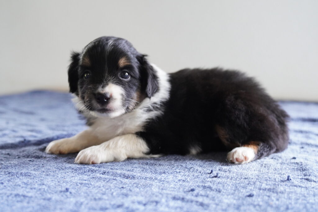 Wish - Mini Australian Shepherd