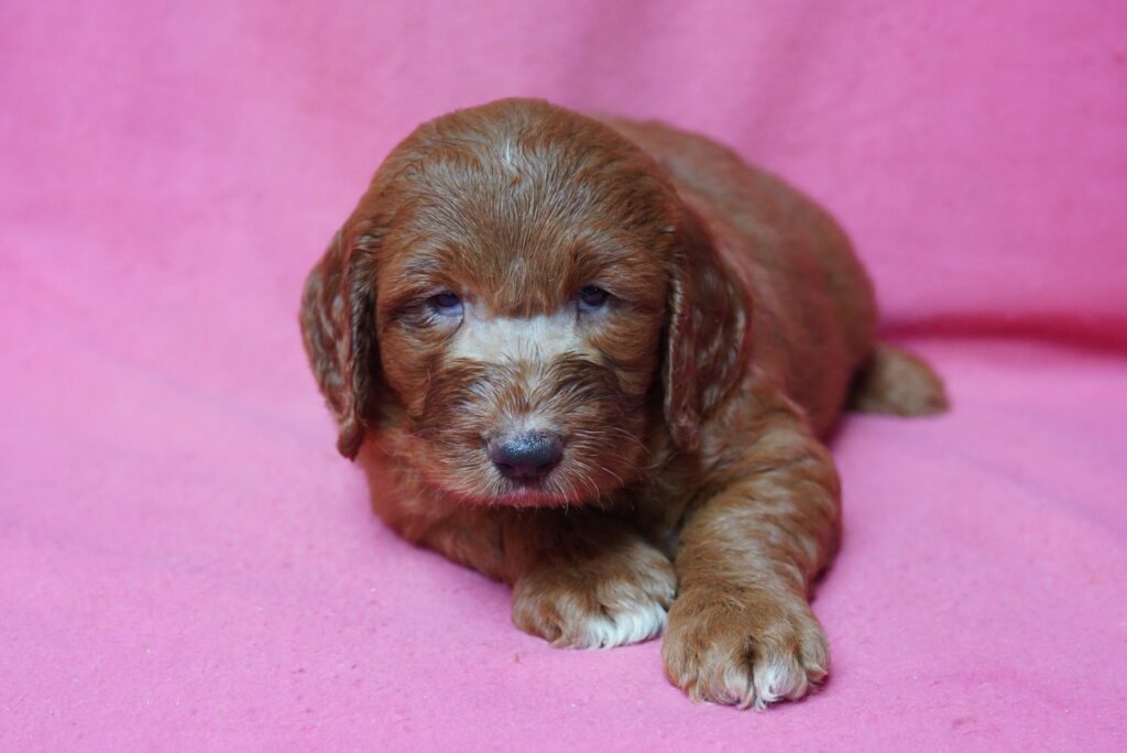 Pewter - Mini Goldendoodle
