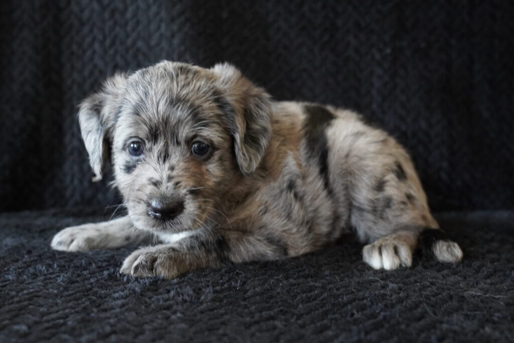 Sapphire - Mini Labradoodle