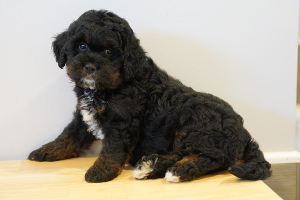 Raven - Mini Bernadoodle