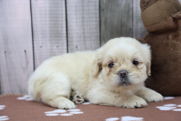 Eros - French Bulldog/Lhasa