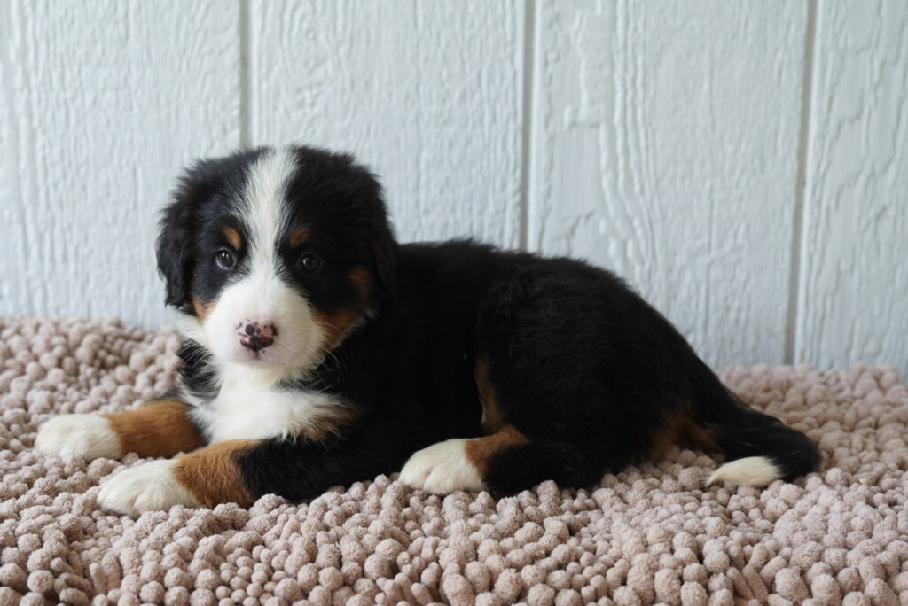Groove - Bernese Mountain Dog