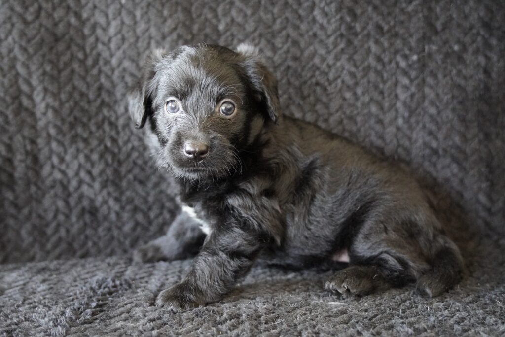 Nixie - Mini Labradoodle