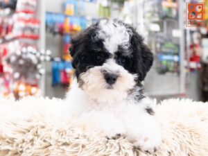 Petland Texas Poodle puppy available
