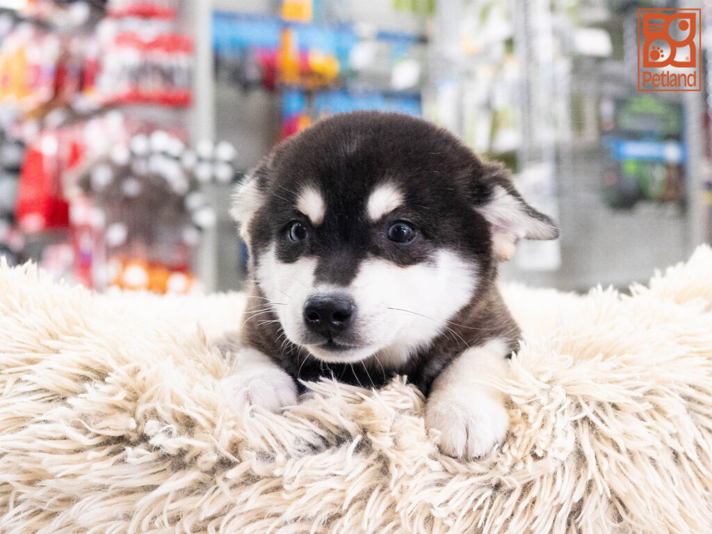 Tot - Alaskan Klee Kai