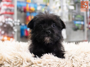 Petland Texas Morkie puppy available