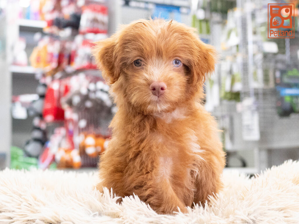 Fig - Mini Aussiedoodle