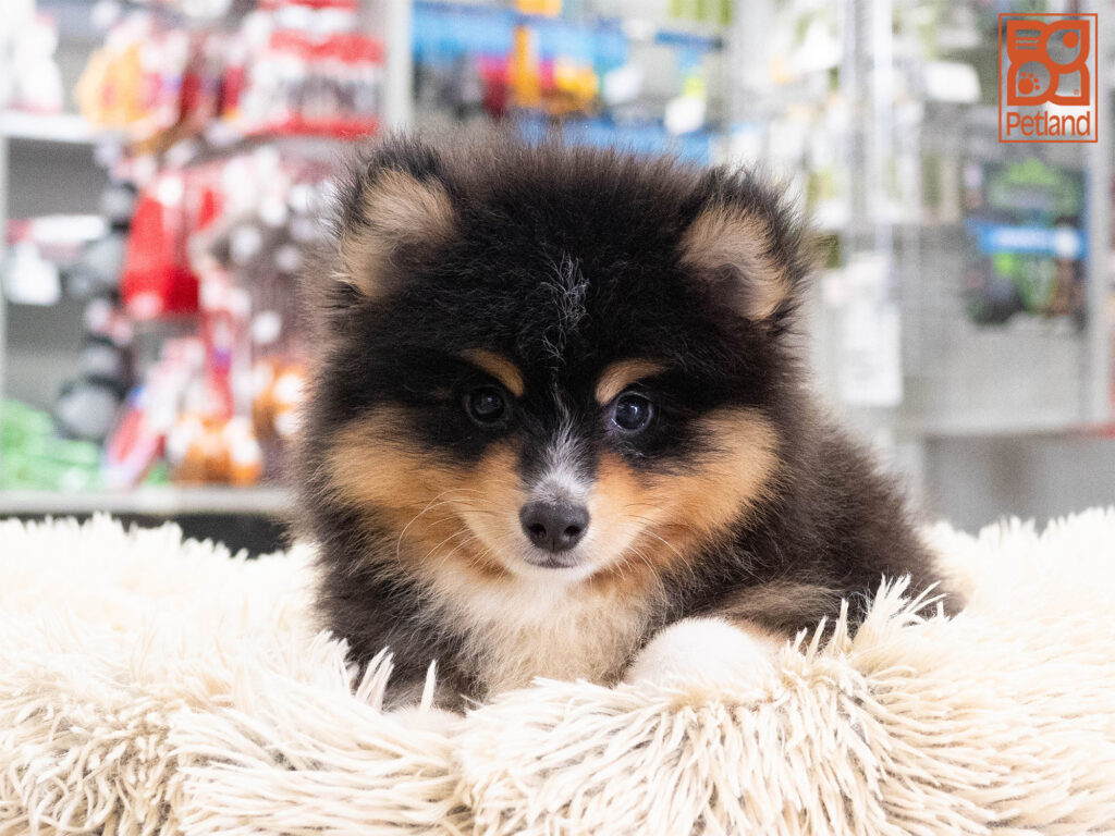 [#261902-01] Zeus - Black & White M Pomsky 2nd Gen Puppies For Sale