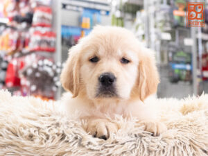Petland Texas Golden Retriever puppy available