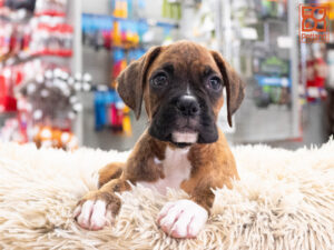 Petland Texas Boxer puppy available
