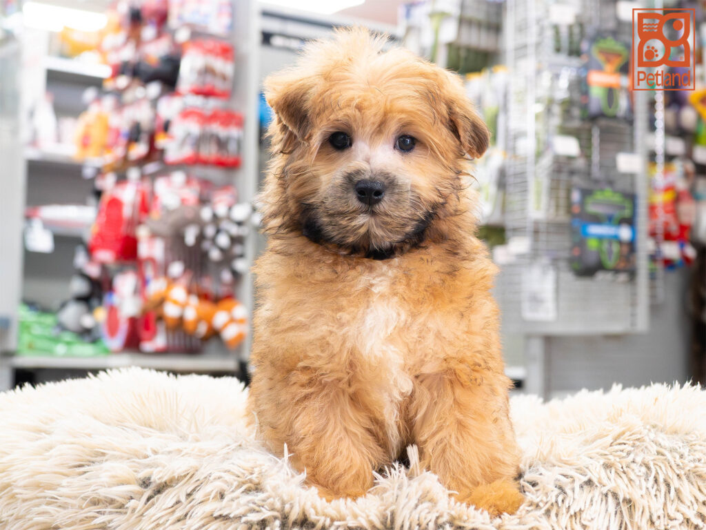 [#261405-01] Rider - Brown M Maltipoo Puppies For Sale