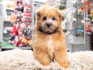 Petland Texas Maltipoo puppy available