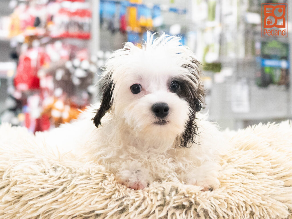 [#261405-02] Reggie - Cream M Maltipoo Puppies For Sale