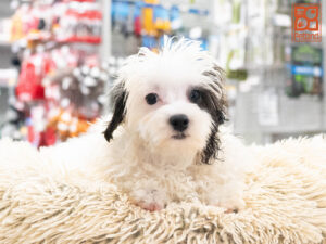 Petland Texas Maltipoo puppy available