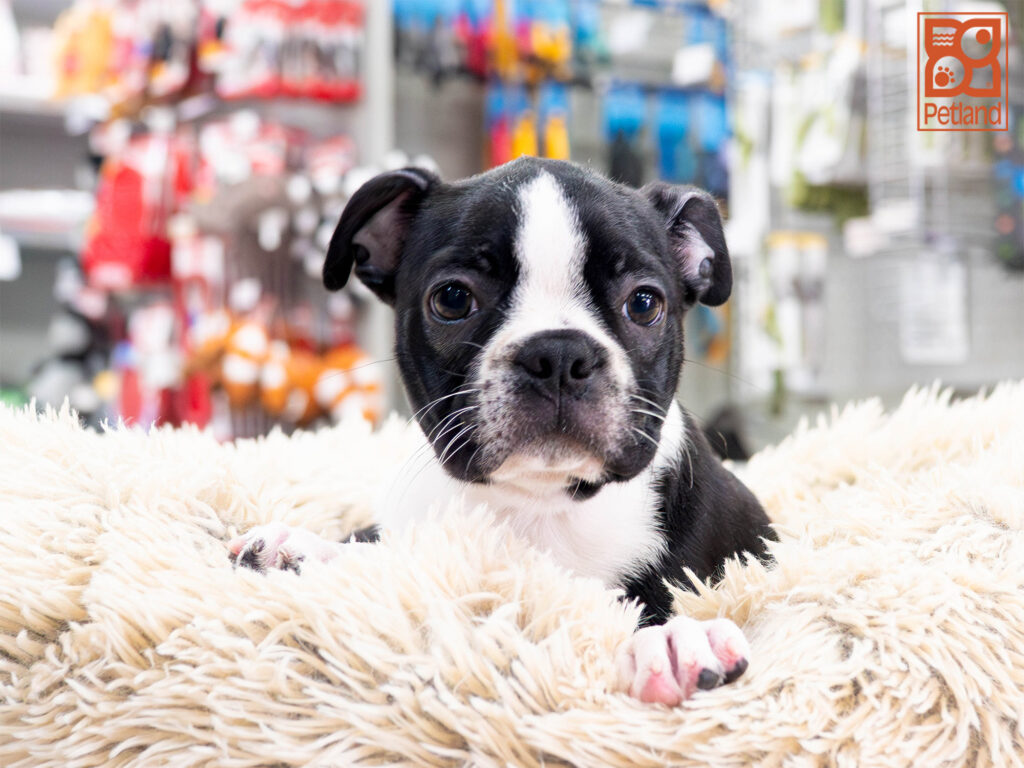 [#261594-02] Zane - Black & White M Boston Terrier Puppies For Sale