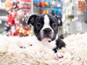 Petland Texas Boston Terrier puppy available