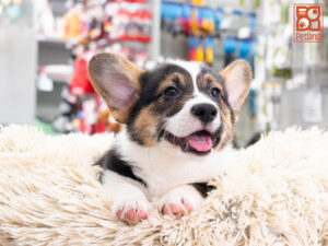 Petland Texas Pembroke Welsh Corgi puppy available