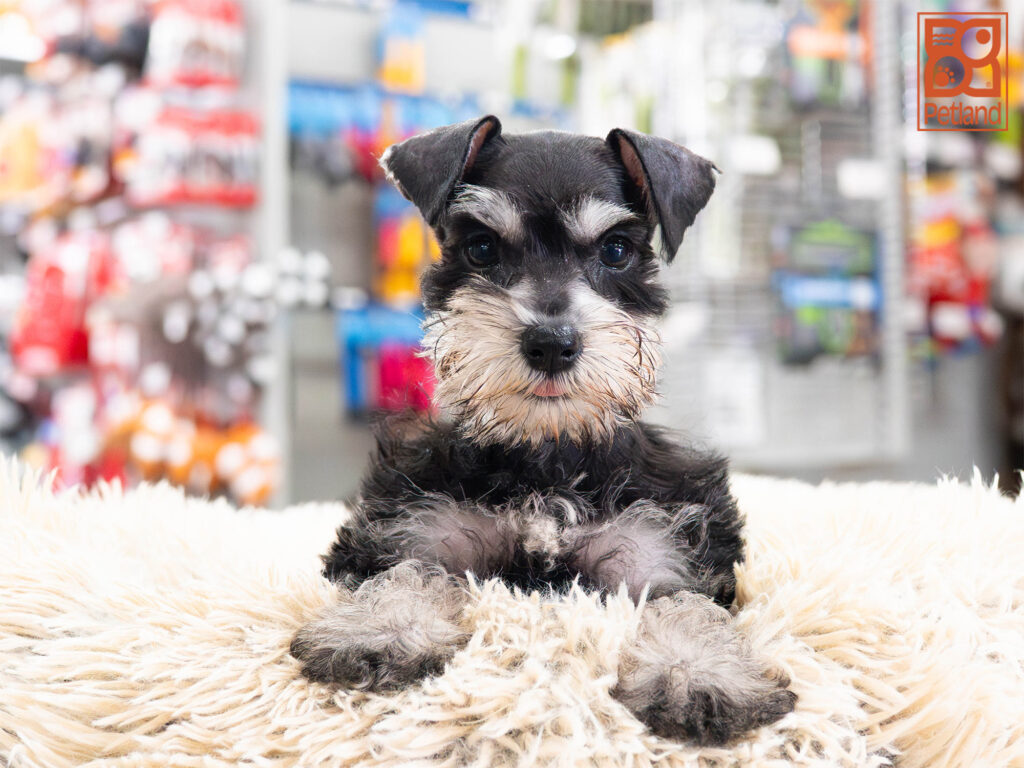 [#261844-05] Abby - Black F Mini Schnauzer Puppies For Sale
